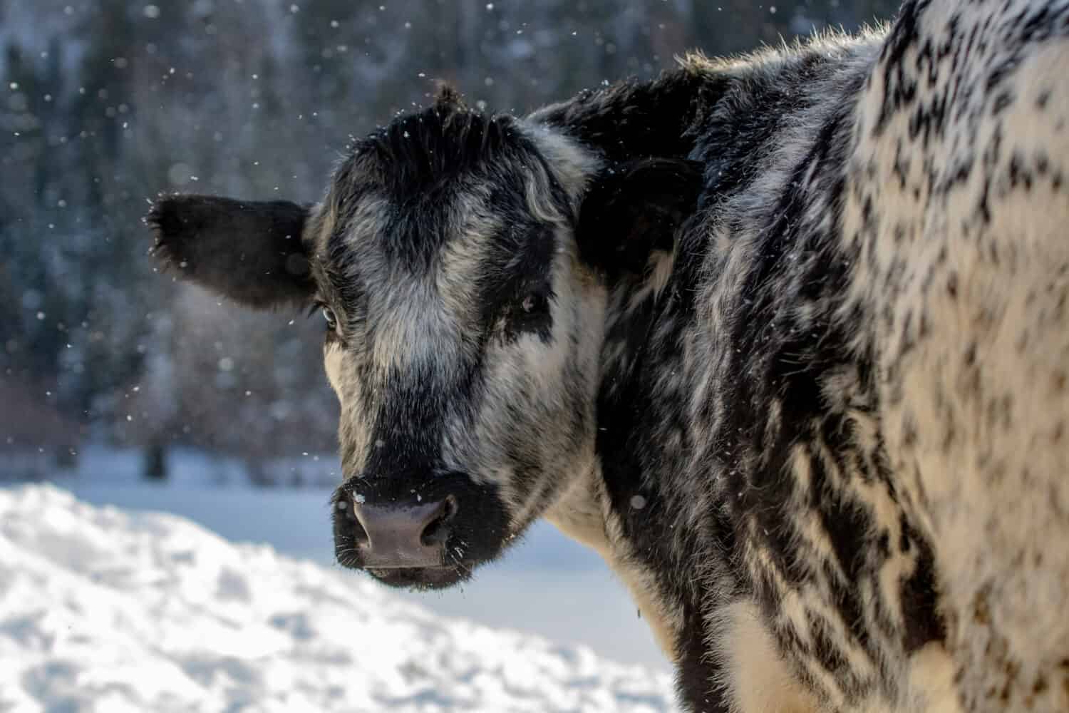 Speckle Park mucca bovina fuori in inverno