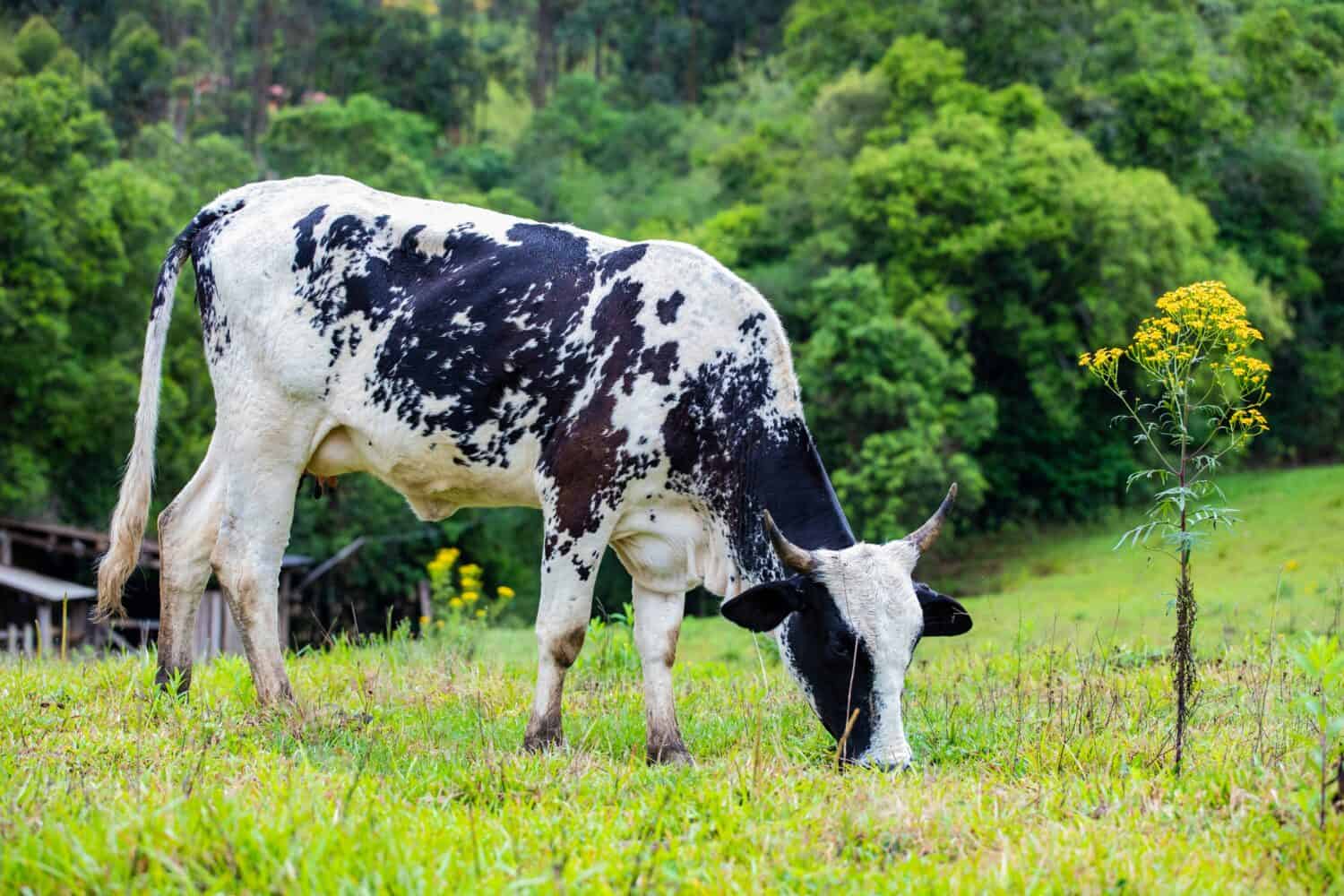 Bellissima immagine di una vacca da latte di razza Girolando al pascolo all'aperto all'interno dell'azienda agricola