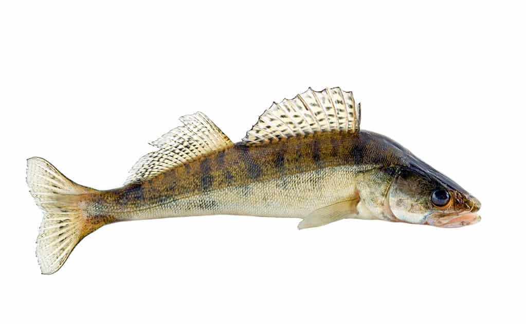 Il luccio Walleye è il pesce ufficiale dello stato del Vermont