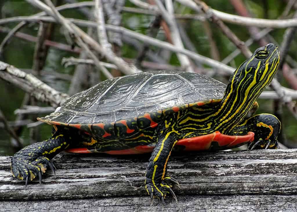 La tartaruga dipinta è il rettile ufficiale dello stato del Vermont