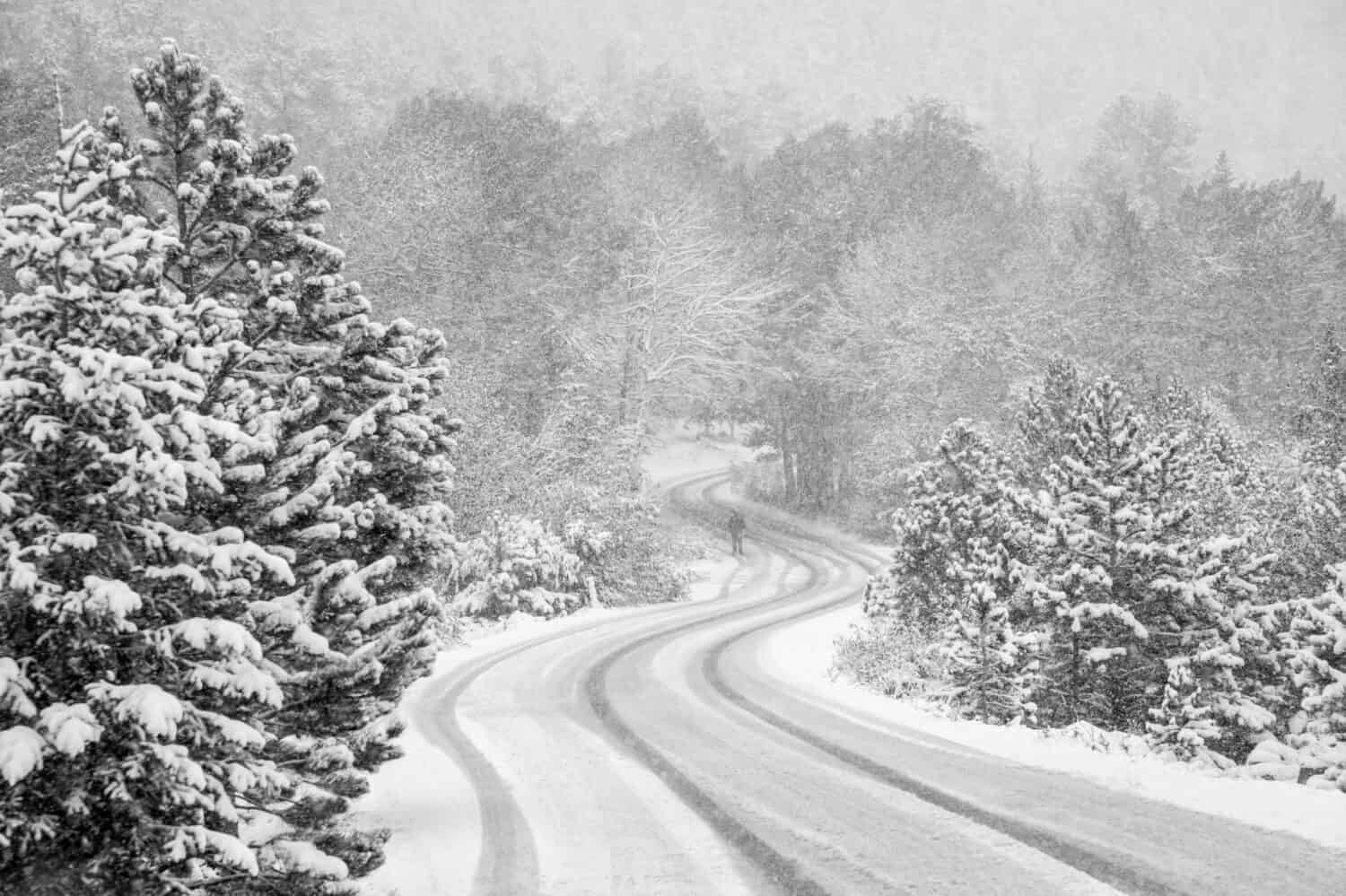 Fall River Road e alberi di pioppo tremulo nel Parco Nazionale delle Montagne Rocciose, Colorado, foto scattata durante una tempesta di neve.  Un uomo irriconoscibile è in piedi sulla strada al centro di una curva a "S".