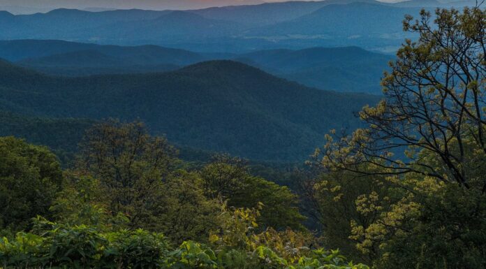 Scopri la foresta più grande della Virginia (e ciò che vive al suo interno)
