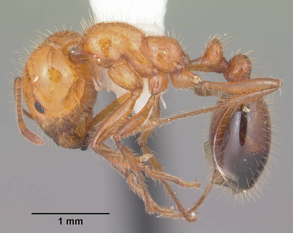 Formica del fuoco meridionale