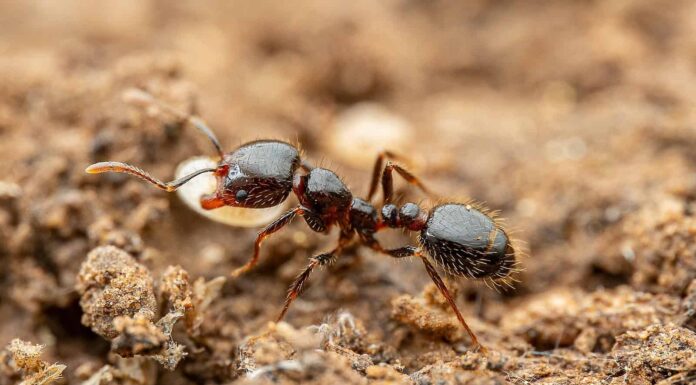 Scopri i 6 tipi di formiche che emergeranno in Arizona quest'estate
