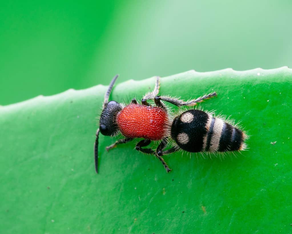 Velvet ant o Cow killer ant (Hymenoptera: Mutillidae: Radoszkowskius oculata) strisciando su una foglia verde