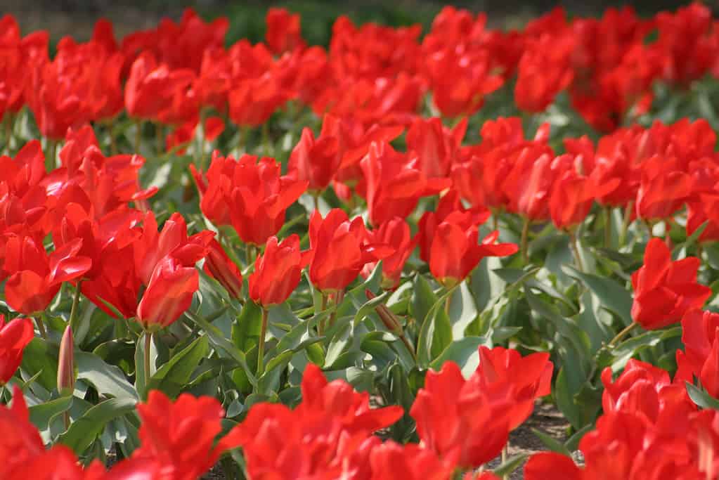 Tulipa 'Imperatore Rosso'