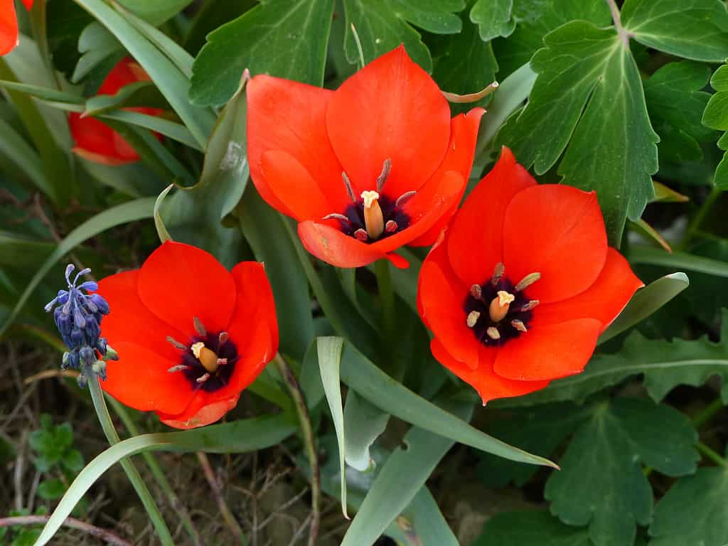 Tulipa linifolia 'Cacciatore rosso'