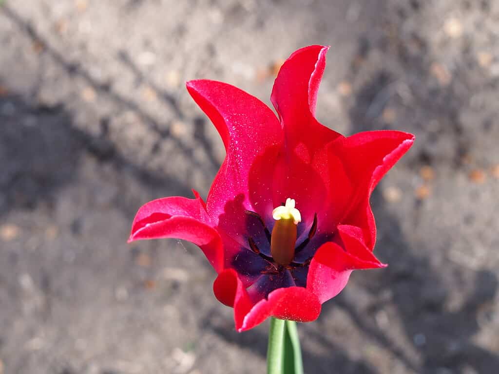 Tulipa 'Luce Rossa'