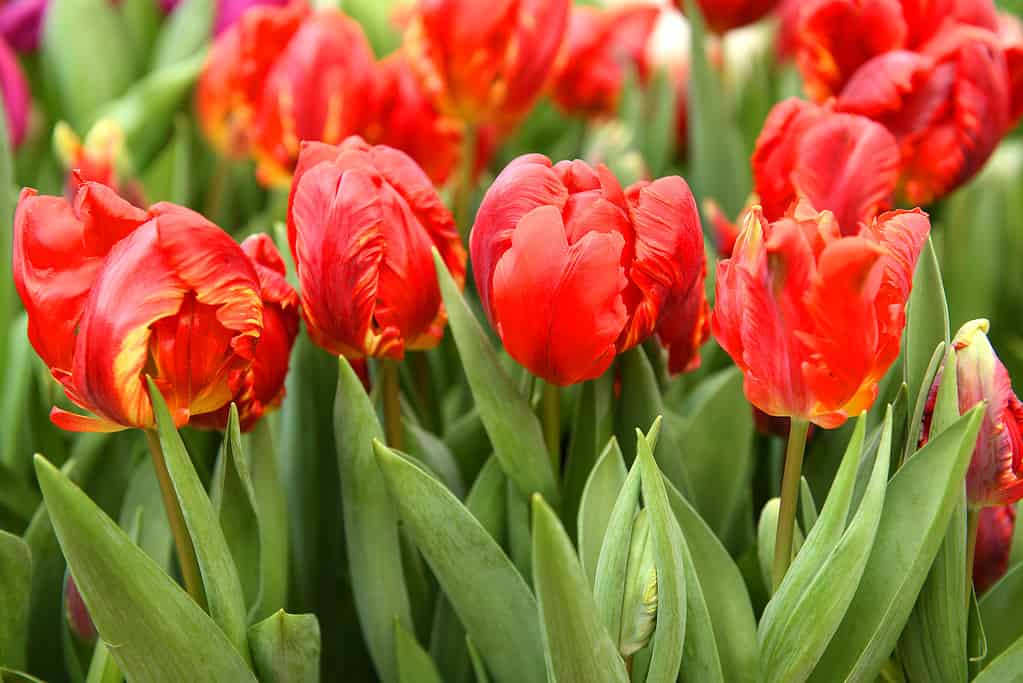 Tulipa 'Rococò Parrot' tulipani
