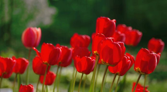 10 tipi di tulipani rossi per illuminare il tuo giardino
