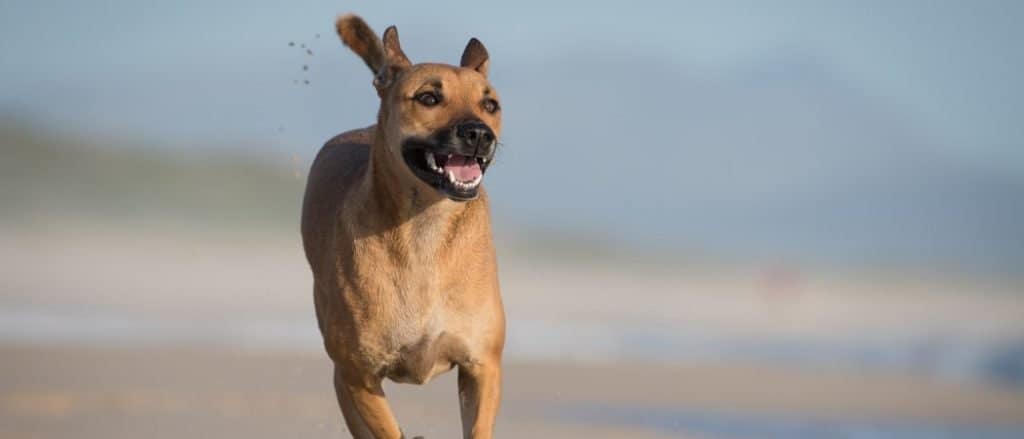 Mountain Cur in esecuzione sulla spiaggia