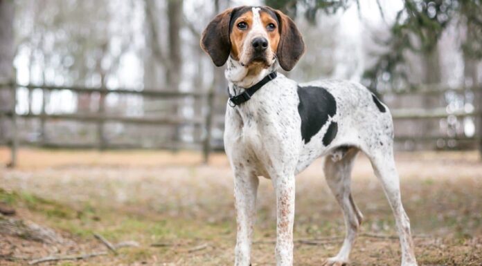 Cos'è un cane da albero?
