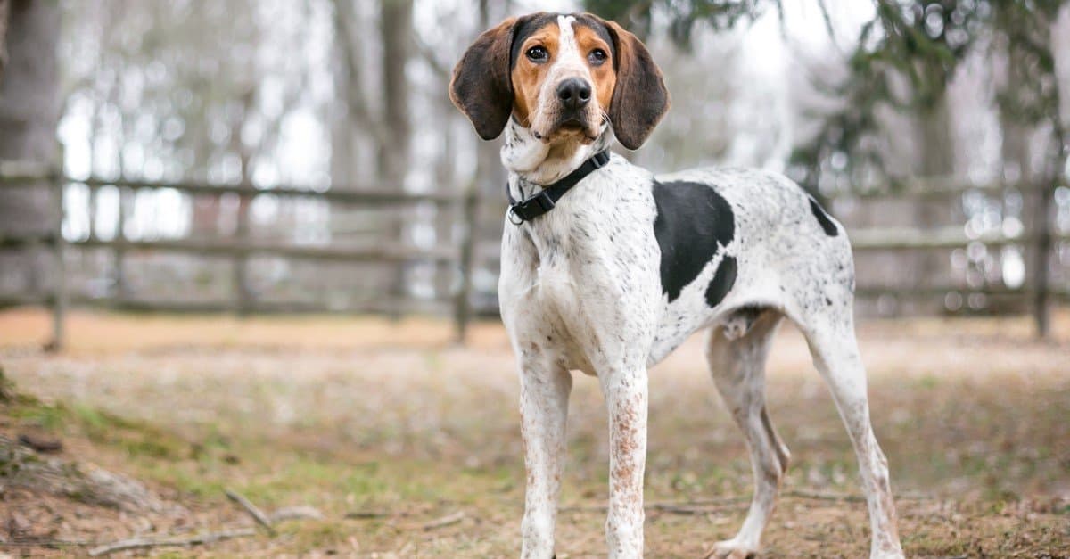 Un cane Treeing Walker Coonhound all'aperto.