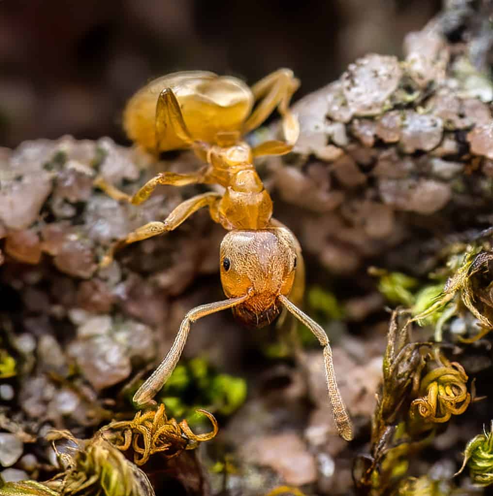 La formica gialla è uno dei tipi di formiche che emergeranno nel Michigan quest'estate.
