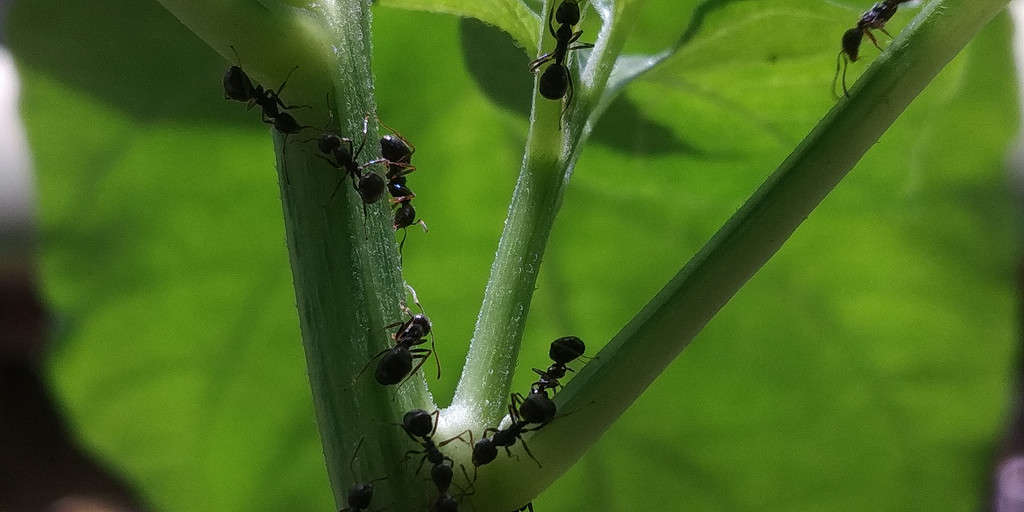La piccola formica nera è uno dei tipi di formiche che emergeranno nel Michigan quest'estate.