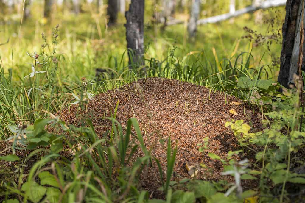 Le formiche del tumulo di Allegheny sono uno dei tipi di formiche che emergeranno nel Michigan quest'estate.