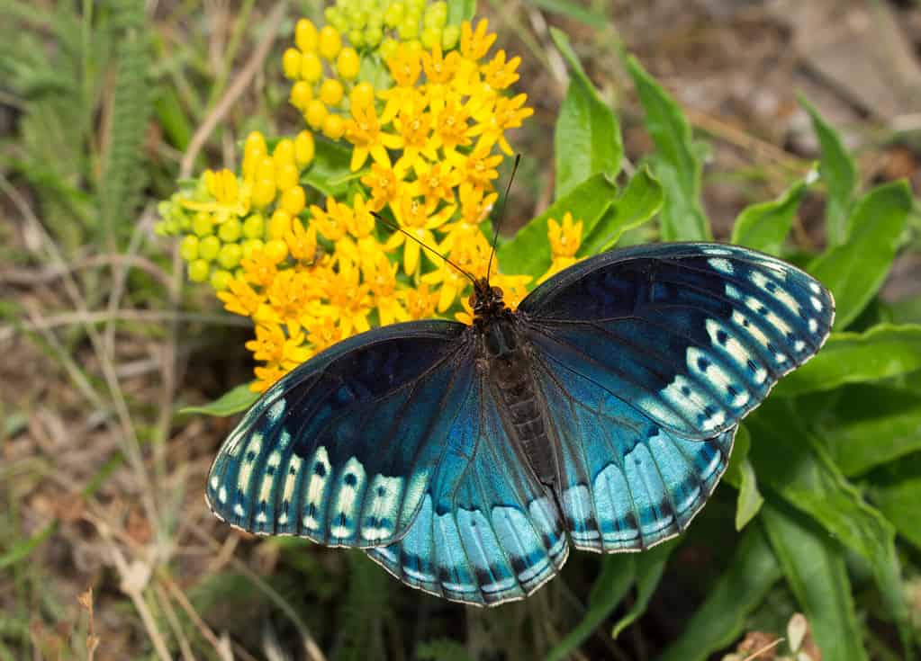 Vista dorsale di una bellissima femmina blu Diana Fritillary, Speyeria diana, che si nutre di farfalla gialla.  Questa specie è molto rara in tutto il suo areale.