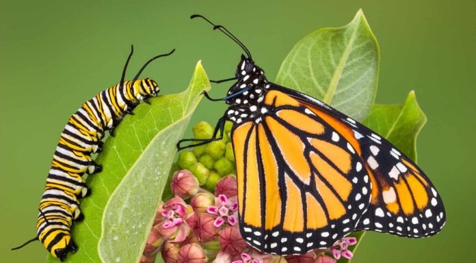 Scopri 10 bellissime farfalle che vivono nel Maryland
