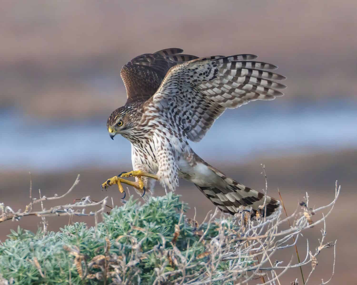 Il falco di un bottaio in azione