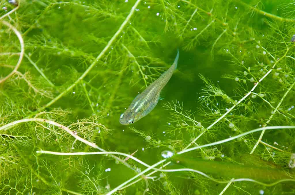 zanzara occidentale (gambusia affinis) in uno stagno con alghe