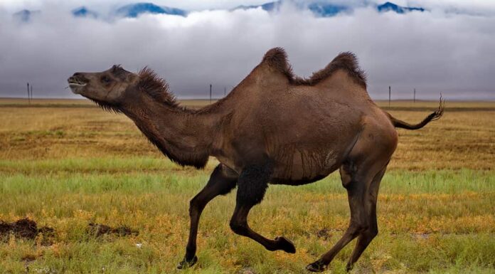 I cammelli sono più veloci dei cavalli?
