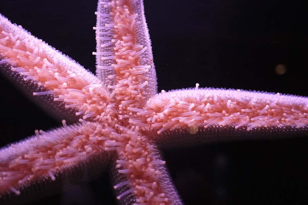 Pisaster brevispinus, comunemente chiamata stella marina rosa, stella marina rosa gigante o stella marina a spina corta, è una specie di stella marina nell'Oceano Pacifico nord-orientale.