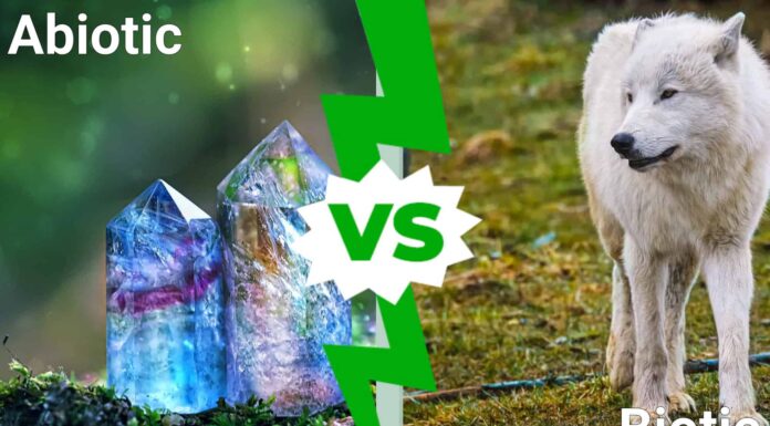 Abiotico vs biotico: qual è la differenza?
