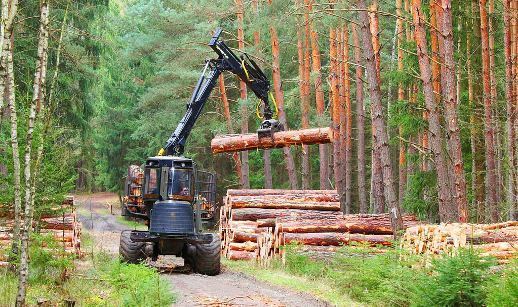 Boscaiolo con mietitrice moderna che lavora in una foresta.  Il legno come fonte di energia rinnovabile.