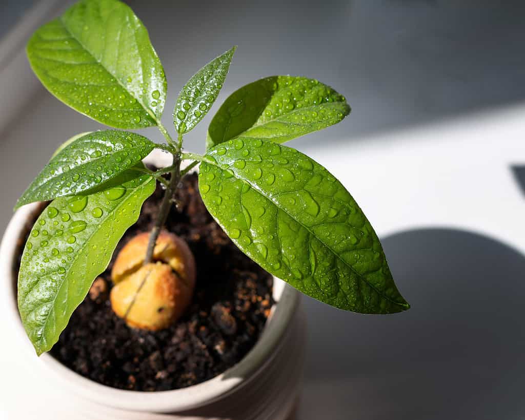 Una pianta di avocado è visibile in un vaso di ceramica bianca.  Il nocciolo marrone chiaro/giallo è visibile nel terreno.  La pianta ha un fusto con sei foglie a forma di lancia.  Le foglie sono lucide e hanno perline d'acqua su di esse, probabilmente per motivi estetici.