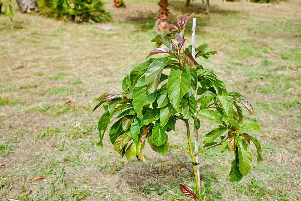 L'albero di avocado.  piccolo albero che presto darà frutti in un giardino per autoconsumo (Persea americana)