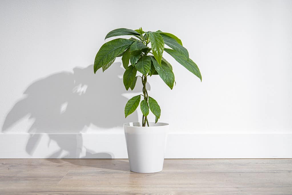 Fiore al coperto in una pentola, pianta di avocado su un pavimento di legno sullo sfondo di un muro bianco