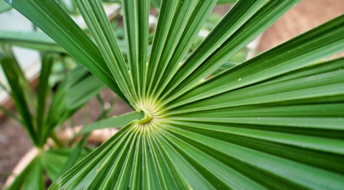 Palme Nel Maryland
