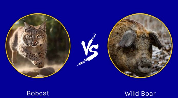 Gatto selvatico contro cinghiale: quale animale vincerebbe un combattimento?
