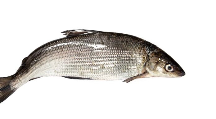 Scopri il più grande pesce bianco di Bonneville mai catturato in Idaho
