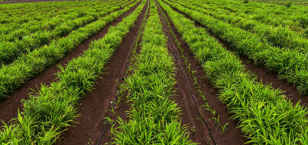 Zenzero (Zingiber officinale) in consociazione con Mais (Zea mays L) o mais.  Bel campo agricolo.  Campo di zenzero.