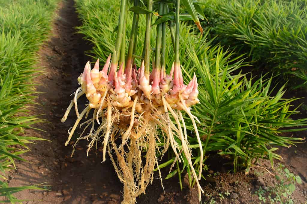 Concetto di raccolto di campo di zenzero sano e in crescita.  borghese o germoglio su zenzero fresco.  Propagato vegetativamente da piccole sezioni del rizoma.