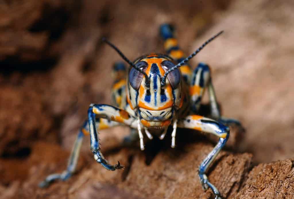 Cavalletta arcobaleno (Dactylotum bicolore)