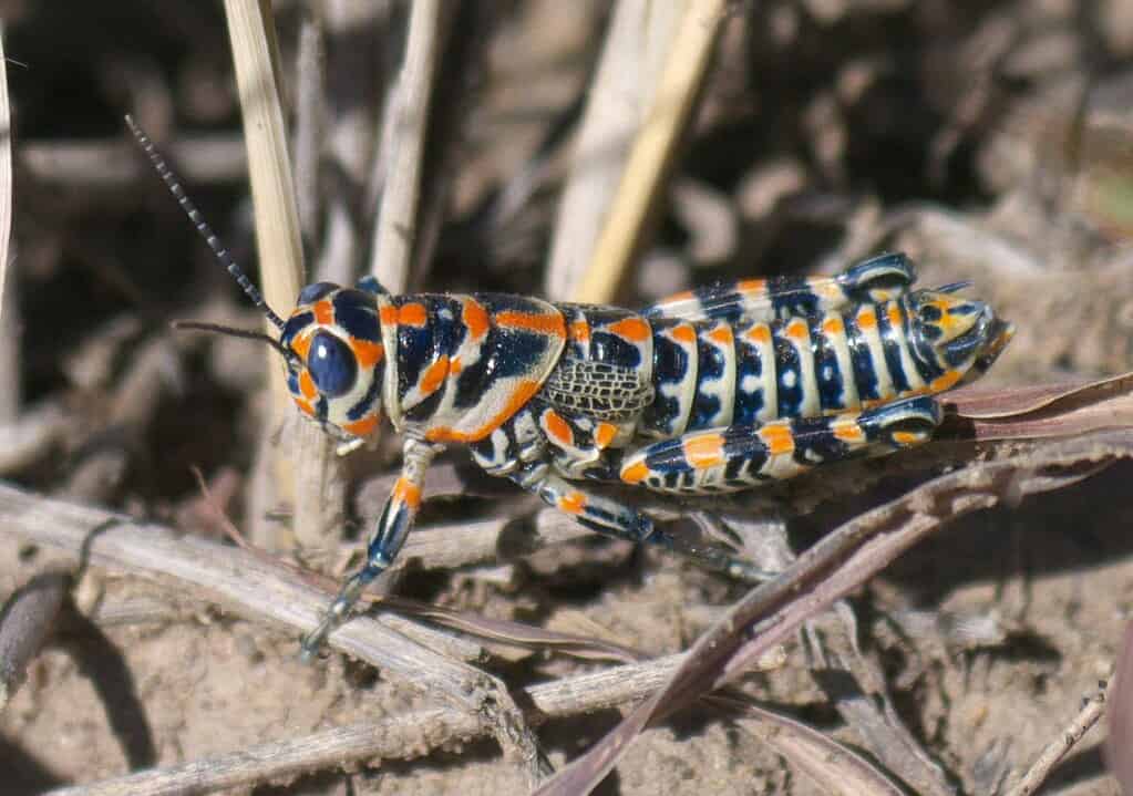 Dactylotum bicolore, cavalletta arcobaleno