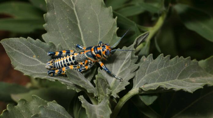 Cavalletta arcobaleno (Dactylotum bicolore)
