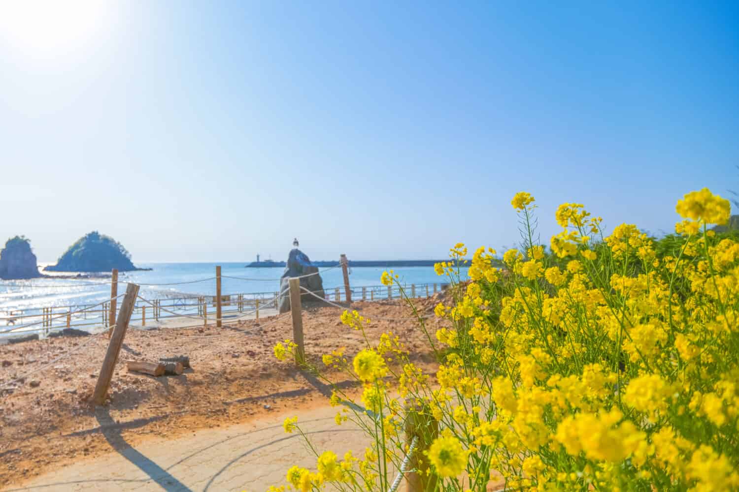 Fiori gialli di canola che sbocciano sulla spiaggia del Parco Marino Nazionale di Taeanhaean 