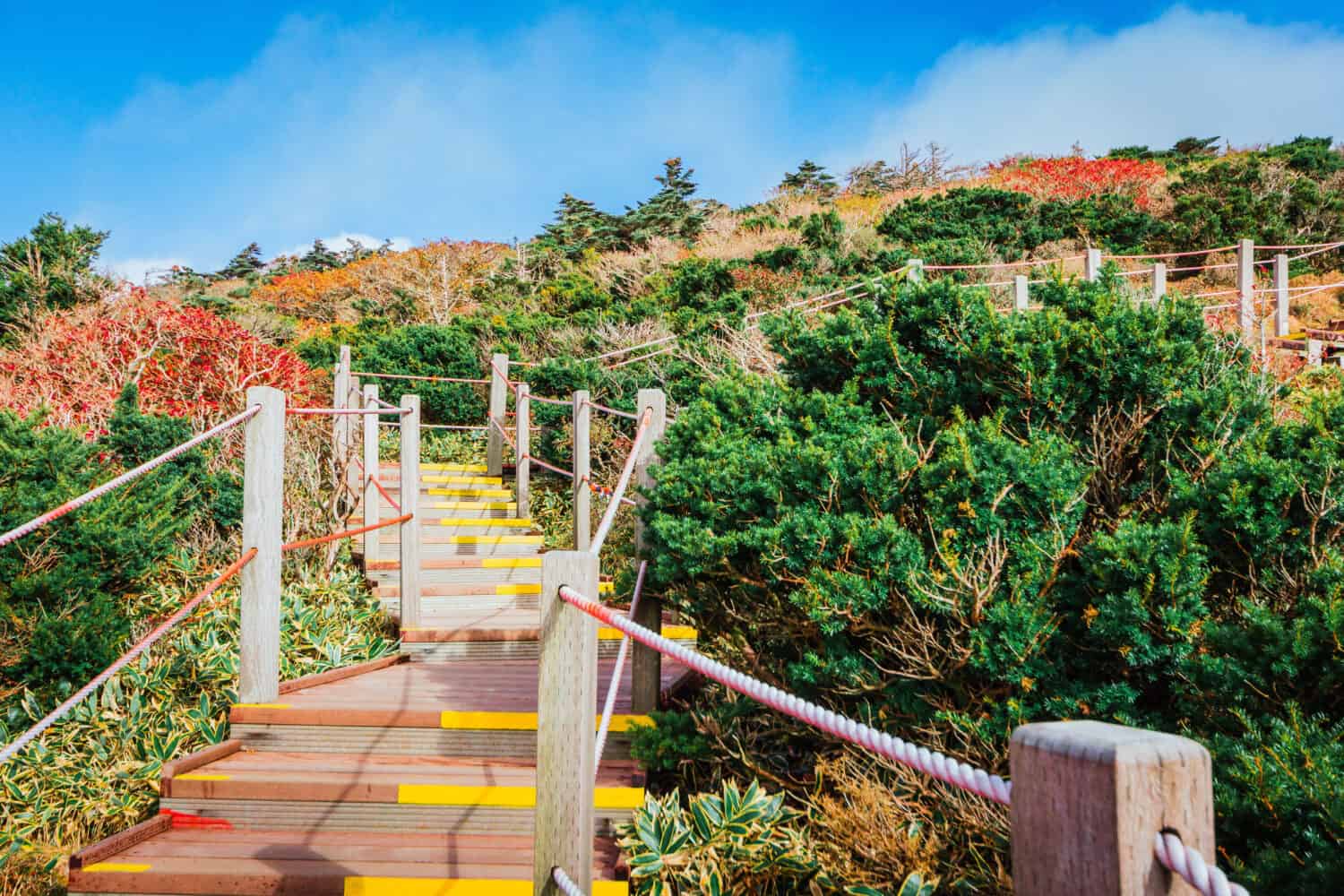 Yeongsil Trail Hallasan National Park sull'isola di Jeju in inverno.