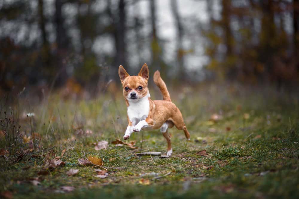 Chihuahua (cane di famiglia) - chihuahua che corre nella foresta