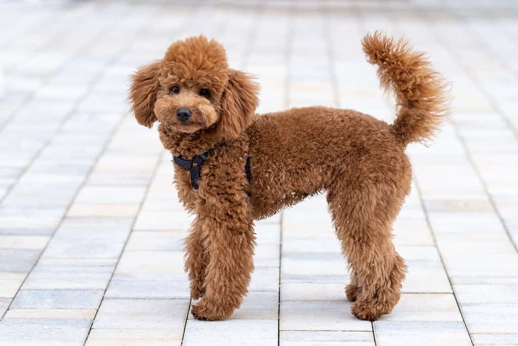 Bello piccolo cane barboncino marrone in un'imbracatura.  Cucciolo di animale domestico barboncino in miniatura su una passeggiata per strada.