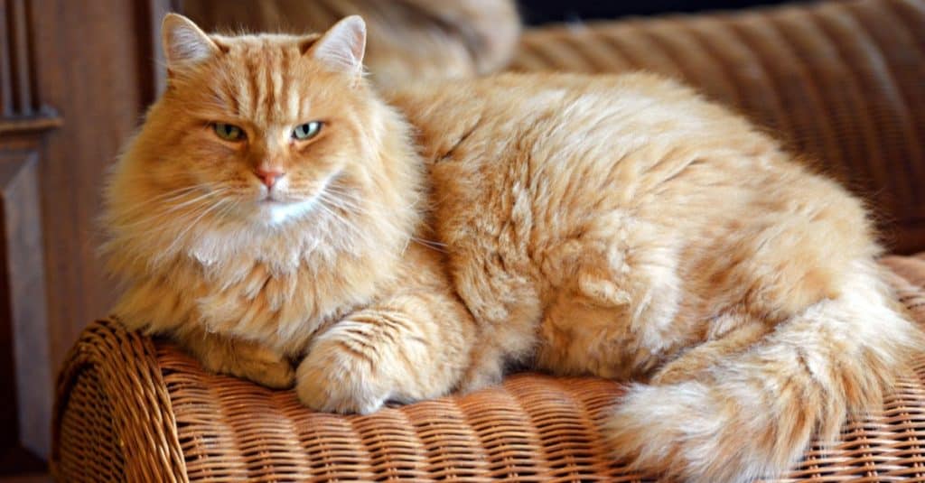 Gatto siberiano sdraiato sul divano di casa.