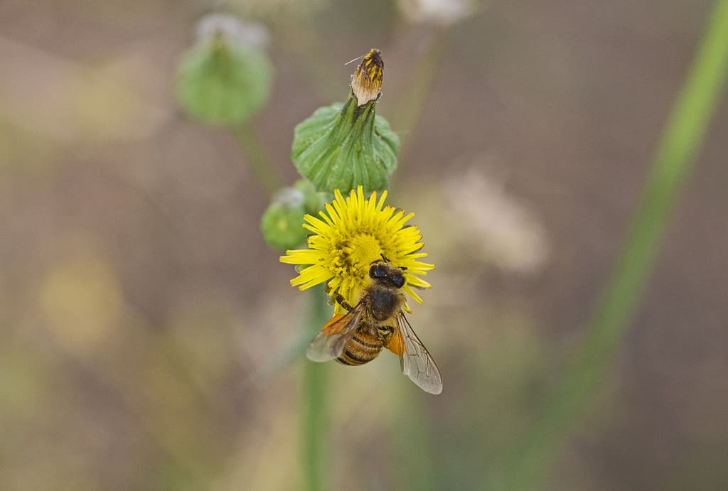 Giant Honey Bee- tipi di api mellifere