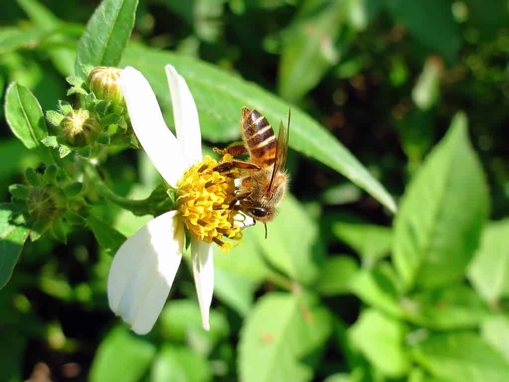 Nidificazione della cavità Ape asiatica da miele - tipi di api da miele