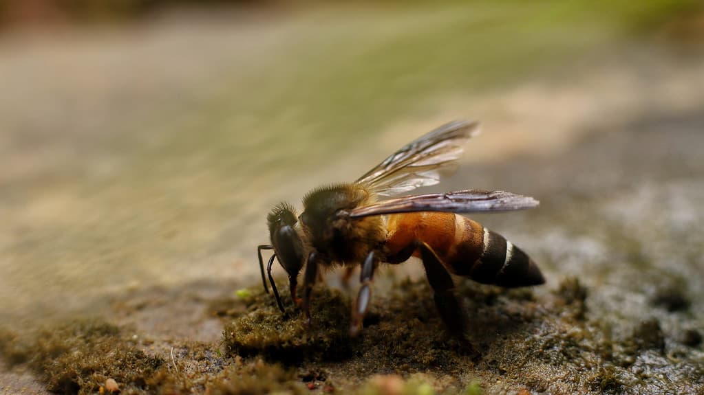 Apis laboriosa- tipi di api mellifere