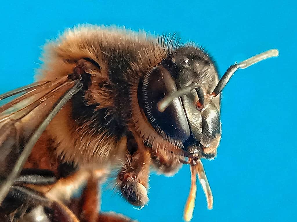 L'ape da miele di Koschevnikov- tipi di api da miele