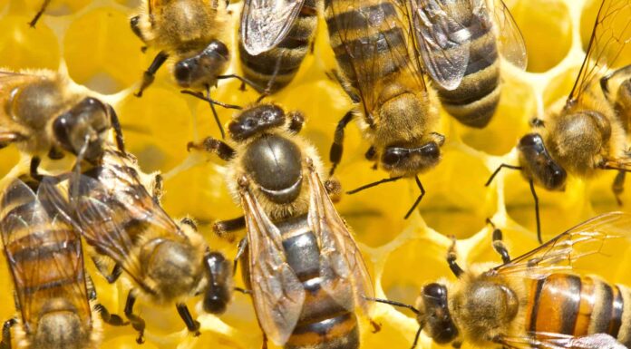 8 tipi di api mellifere e come identificarle 
