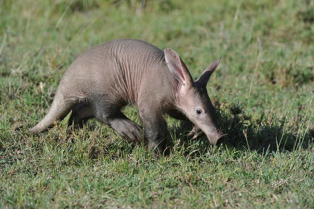 Oritteropo nel Masai Mara